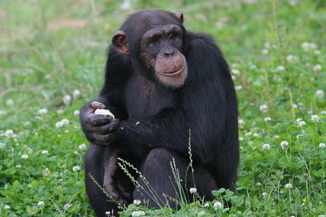 chimpanzé curieux