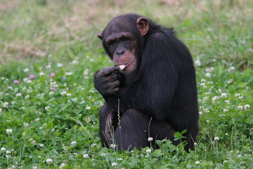 chimpanzé mangeant assis