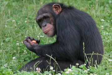 chimpanz&eacute; assis de profil