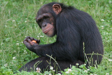 chimpanzé assis de profil