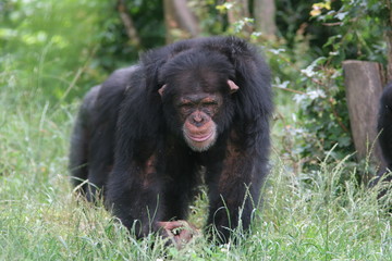 chimpanzés marchant