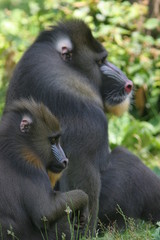mandrill male et femelle