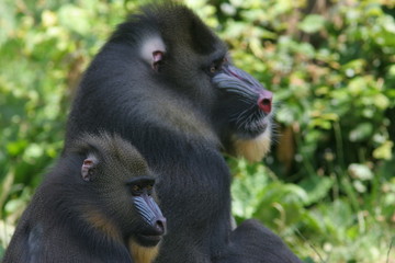 mandrill male et femelle