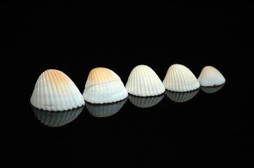 Five sea shells #1