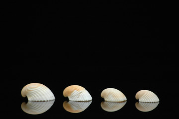 Four sea shells
