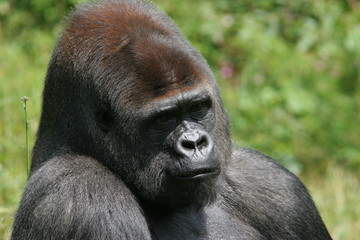 portrait de gorille de plaine