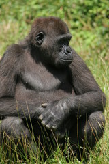 jeune gorille de plaine