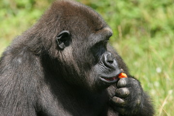 jeune gorille de plaine mangeant