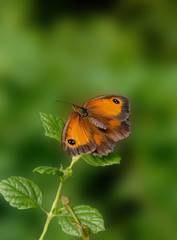 Gatekeeper Butterfly (Pyronia tithonus)