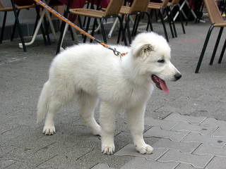 Junger weißer Schäferhund