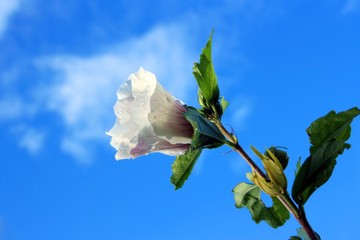 Weisser Hibiskus © Peter Kirschner