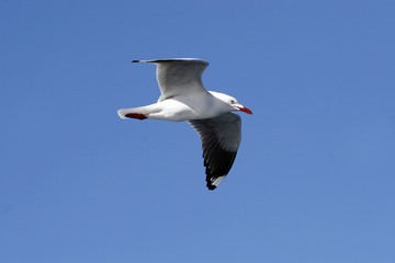 seagull 