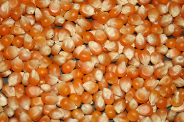 graines de maïs