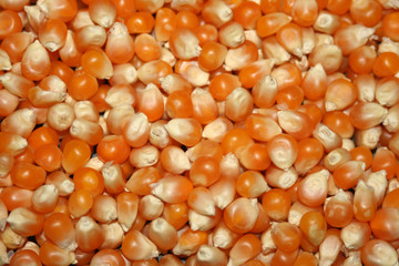 grains de maïs
