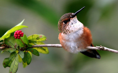 BROWN HUMMINGBIRD