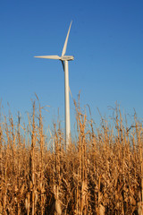 Wind Turbine in Corn Field