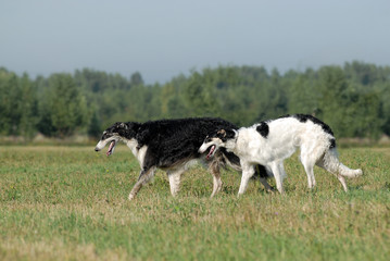 Borzoi running on the grass