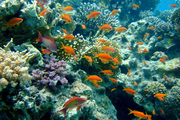 Naklejka na ściany i meble Złote Ryby w Morzu Czerwonym