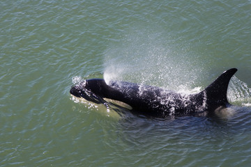 Orca Surfacing © CullenPhotos