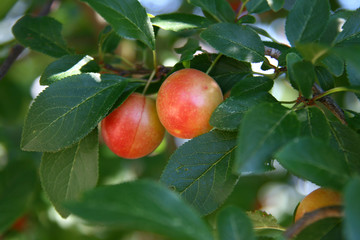 cherry plum - myrobalan