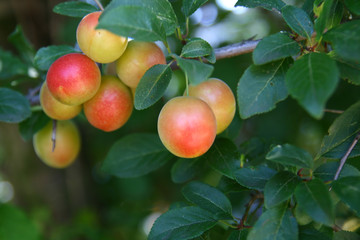 cherry plum