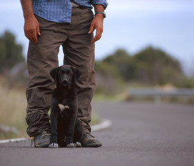 Black Labrador puppy sitting between his standing owner's legs