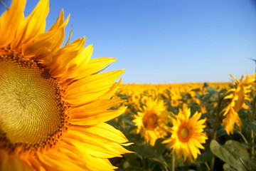 sunflowers on background of sky