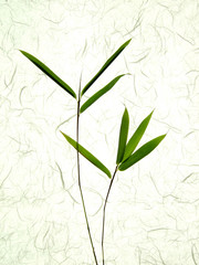 7 bambusblätter am zweig, hintergrund aus japan-papier