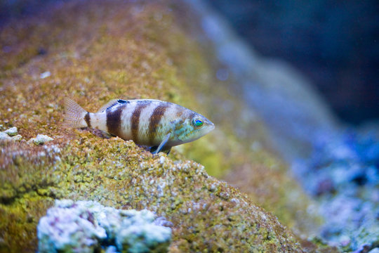 An underwater photo of a Comber fish (Serranus cabrilla)