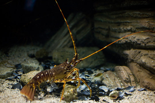 A photo of a spiny lobster - palinurus vulgaris