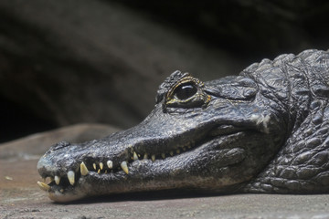 Crocodile