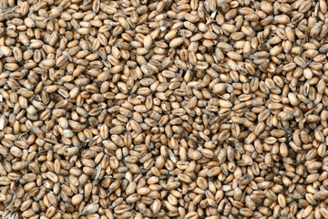 weath cereal harvest in denmark in the summer