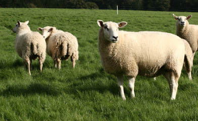 danish sheep on a field in the summer .