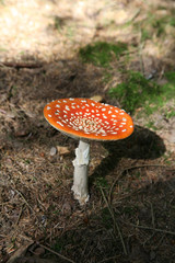 red and white mushroom close up .