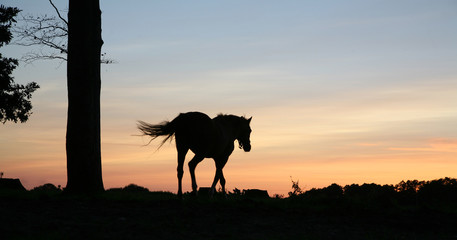 Fototapeta na wymiar horses on a field in the summer in the countryside 