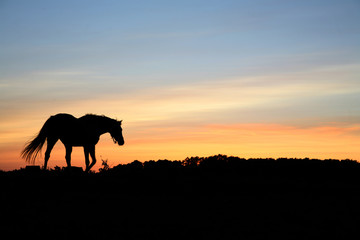 Fototapeta na wymiar konie na polu
