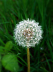Fototapeta premium Dandelion