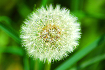 Pusteblume