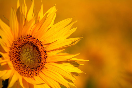 An image of yellow sunflower