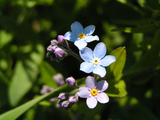 forget-me-not
