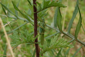 camouflage