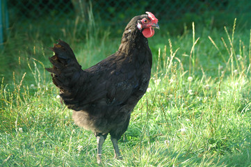 poule commune noire