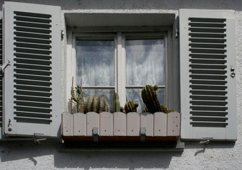 Kakteen am Fenster