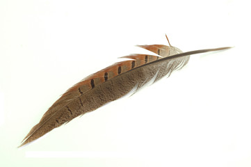 Feather, isolated