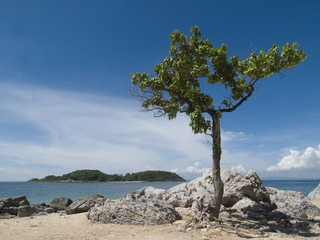 Lonely tree on a stony beach with island in the background