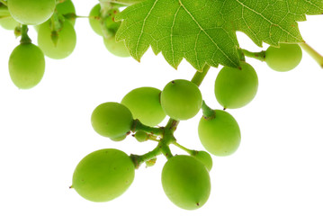 green grapes