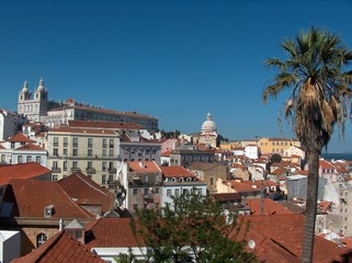 Lissabon, Lisboa, Alfama, Kloster Sao Vicente, mit Palme