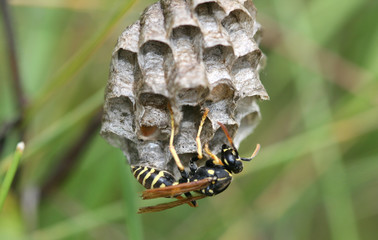 Yellow striped wasp examines the new dwelling