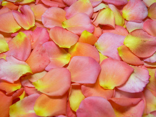 Fototapeta na wymiar Płatki róż w kolorze różowym-łososia-żółtych barwach w tle
