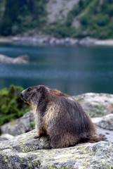 Une marmotte